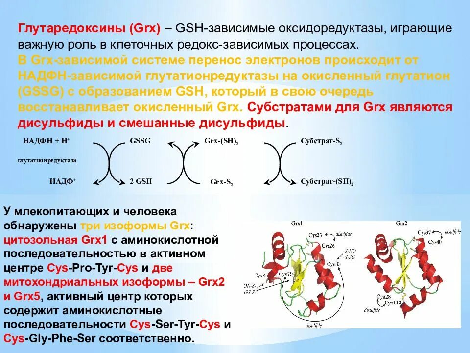 Антиоксидантные ферменты. Ферментативная антиоксидантная система. Антиоксидантные формы кислорода. Механизмы антиоксидантной защиты мембран. Глутатионовая антиоксидантная система.