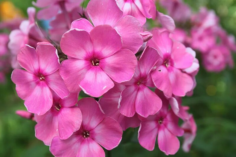 Флокс друммонда чаровница розовая. Флокс метельчатый девушка подмосковья. Флокс летний. Т флокс. Флокс метельчатый phlox paniculata the king.