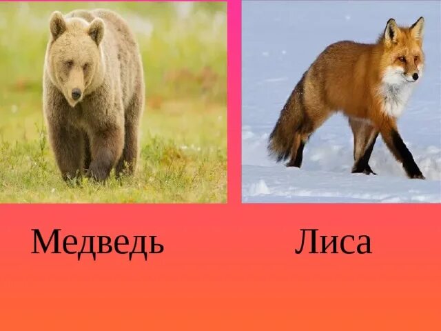 Мишка и Лисичка. Лисица и медведь. Животные лиса и медведь. Медведь и лиса картинки.