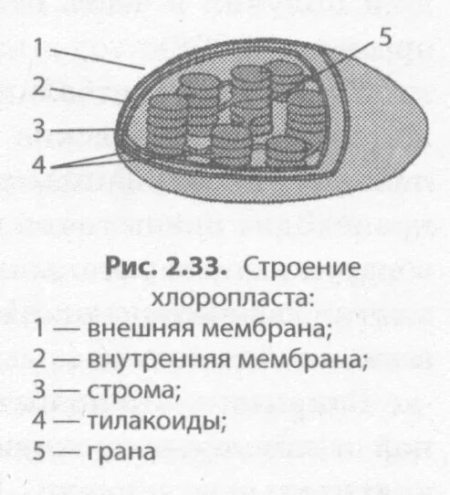 Хлоропласты эукариотической клетки. Схема строения хлоропласта. Схема строения пластиды. Строение хлоропласта черно белый рисунок. Пластиды схематический рисунок.