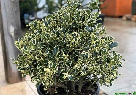 Система ilex