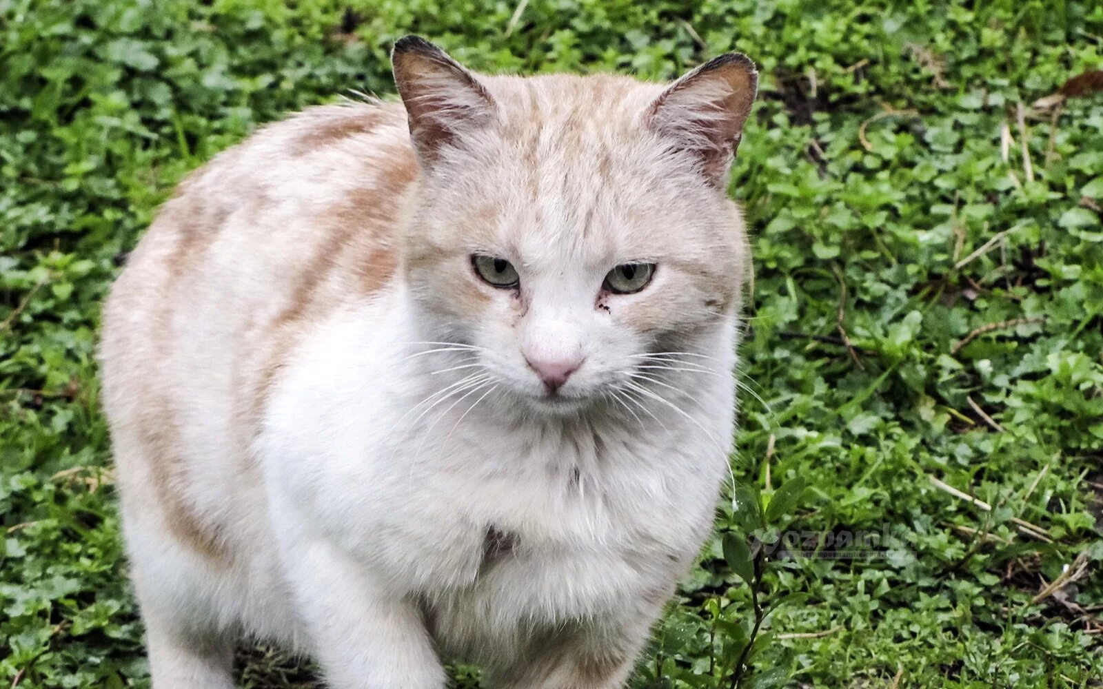 Turkey cats. Турецкий кот. Турецкие дворовые коты. Уличный турецкий кот. Белая кошка в городе.