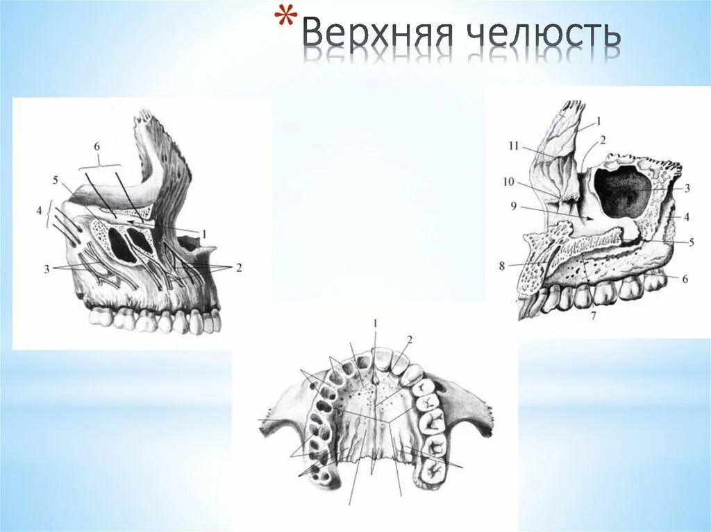 Клыковая ямка. Анатомия верхней челюсти челюсти. Верхние челюсти вид снизу рисунок. Верхняя челюсть (Maxilla). Верхняя челюсть анатомия строение.