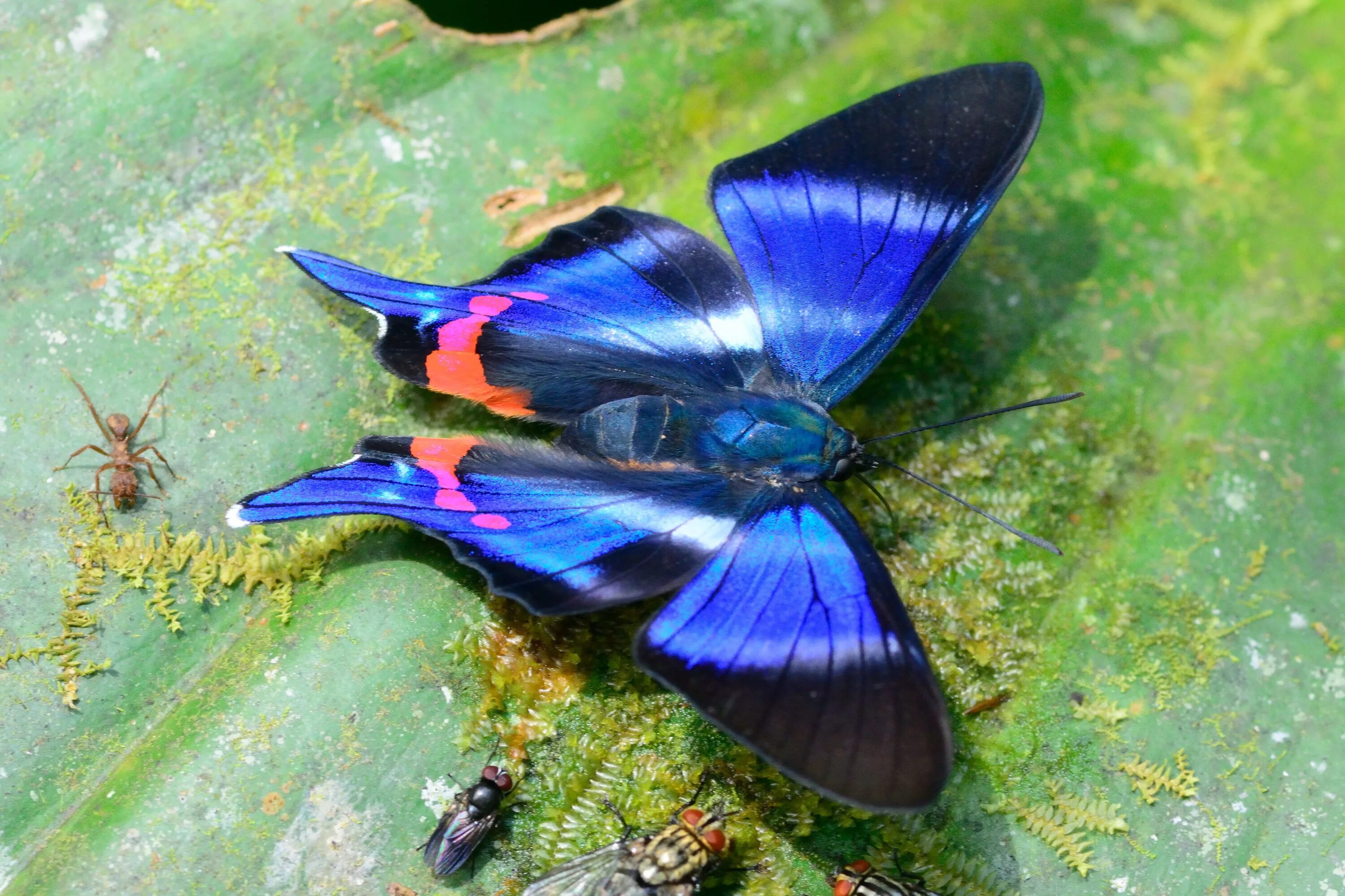 пурпурный император бабочка. бабочка синяя с красным. чешуекрылые ночные бабочки. бабочки перу. мотылек с перьями.