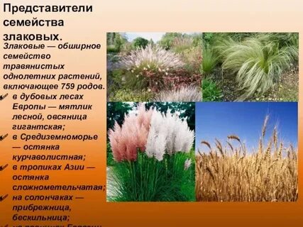 Пшеница твердая однолетнее светолюбивое растение