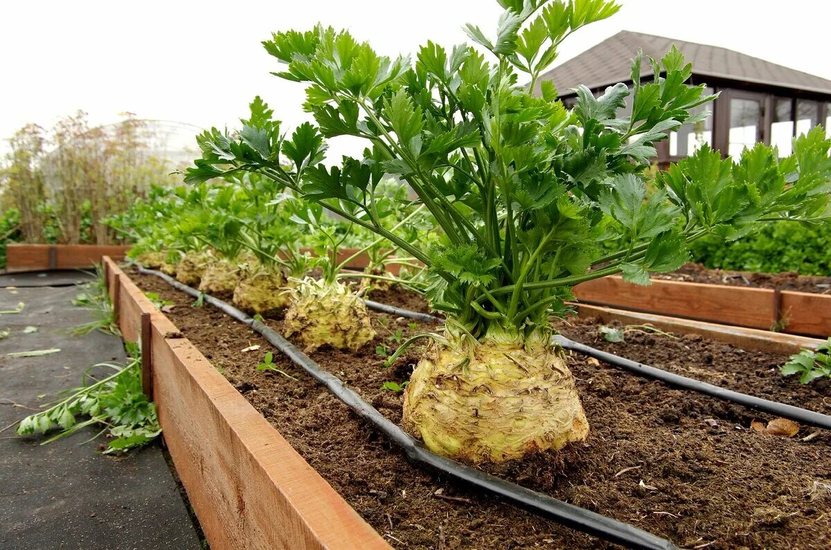 Всходы петрушки корневой. Сельдерей корневой. Сельдерей черешковый. Сельдерей как выращивать в огороде. Посев черешкового сельдерея.