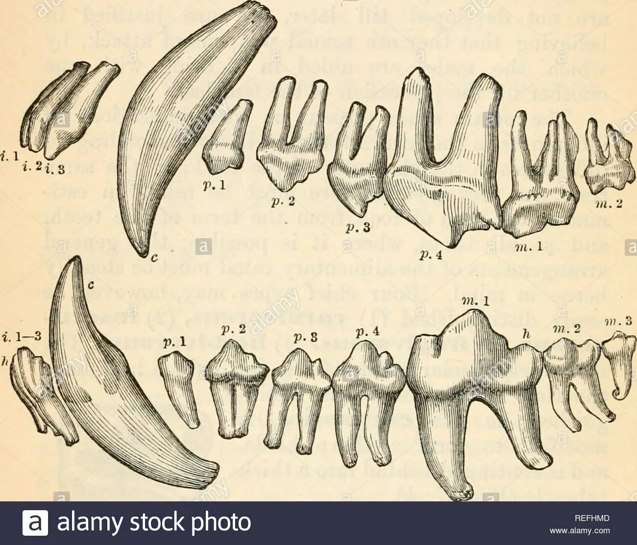 Особенности строения зубной системы парнокопытных. Строение короткокоронкового зуба у животных. Зубы животных анатомия. Анатомия зубов собаки. Строение зуба собаки.