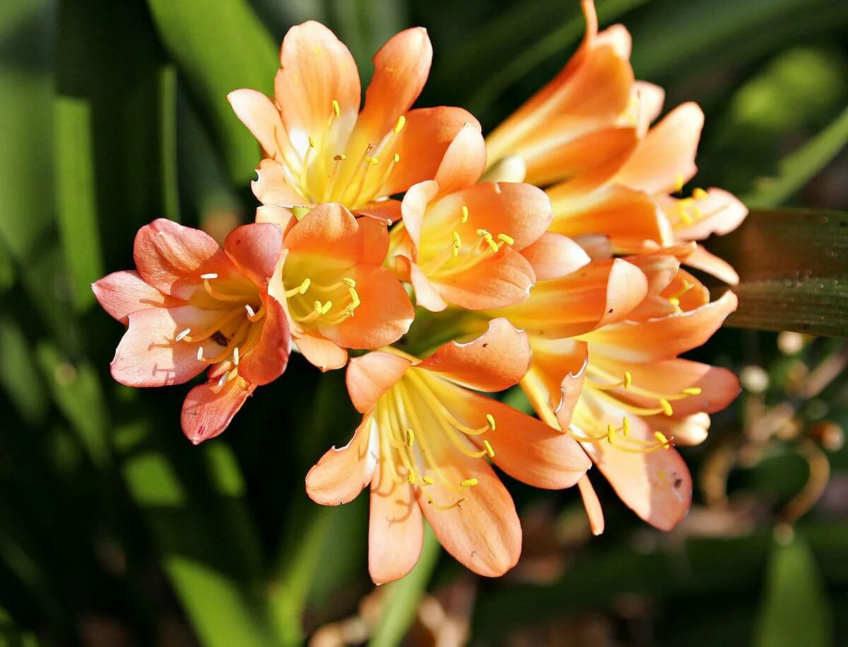 Фрезия гибридная. Фрезия оранж. Фрезия (Freesia).