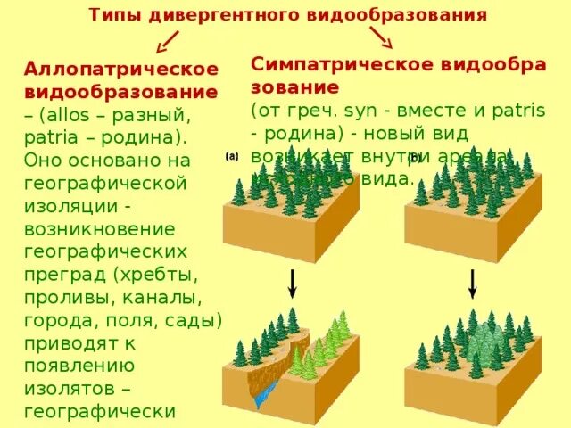 Аллопатрическое видообразование схема. Основные формы видообразования приведите примеры. Примеры аллопатрического видообразования схема. Пути видообразования биология таблица. Определите тип видообразования.