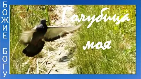 Летел голубь летел сизый со голубицею слушать
