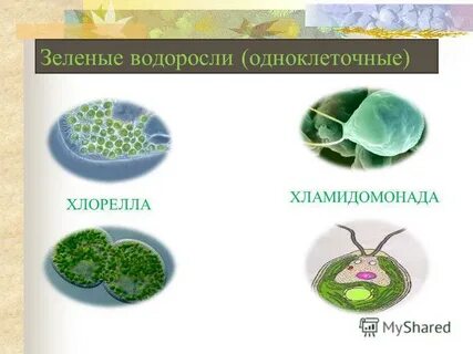 Водоросли гетеротрофы