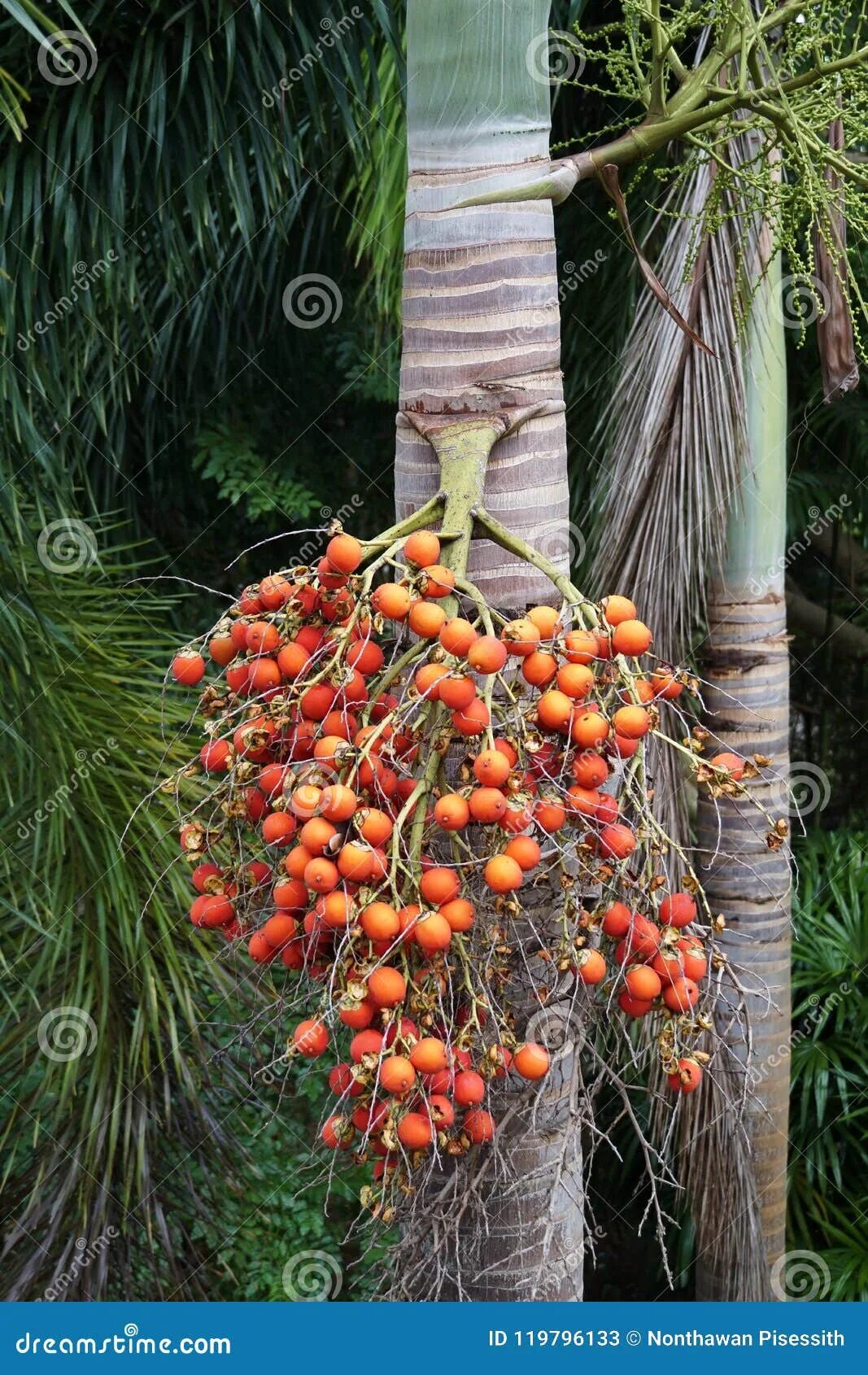 Palmberry. Bactris gasipaes. Бетелевая пальма индия. Асаи бразилия. Ягода с пальмы 4.