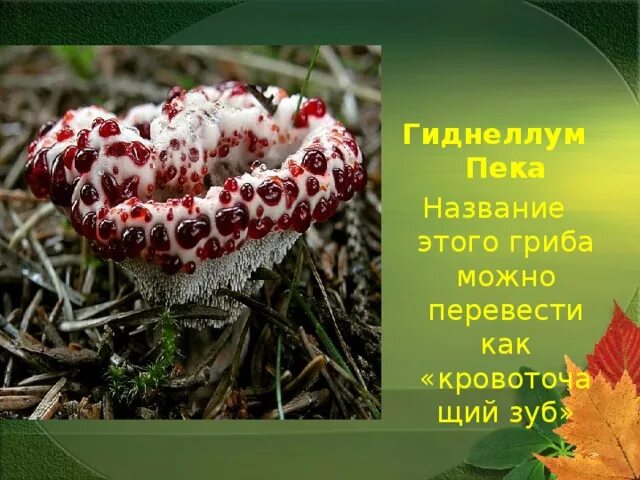 Как называется гриб вызвавший глобальную пандемию. Как называется гриб вызвавший глобальную пандемию