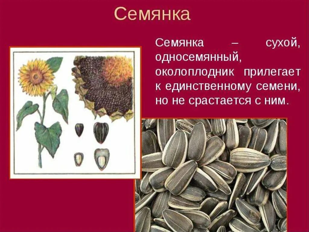 Околоплодник подсолнечника. Плод семянка строение. Плод семянка подсолнечник. Семянка односемянный. Сухие односемянные плоды семянка.