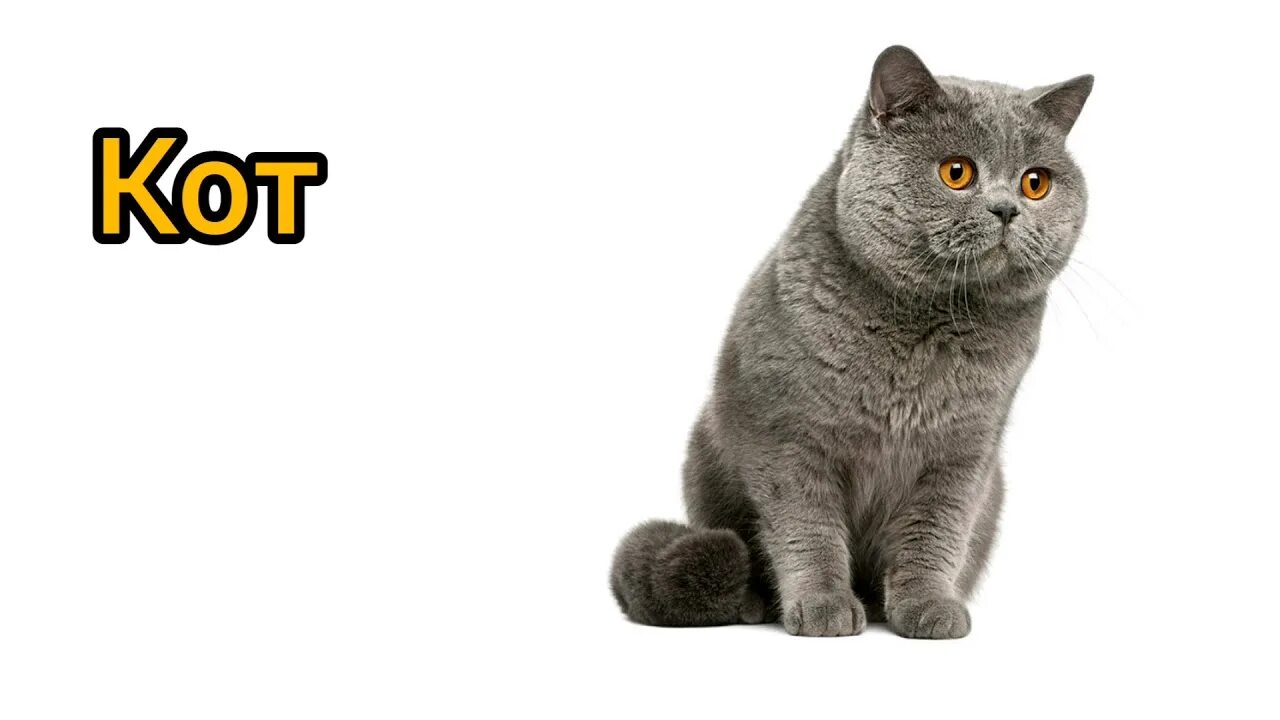 Кот произносим. Британский кот. кошка по английскому. cat на английском. кот карточка по английскому.