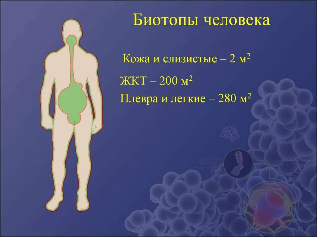 Биотопы тела человека. Характеристика биотопов тела человека. Характеристика биотопов организма человека. Биотоп кожи человека.