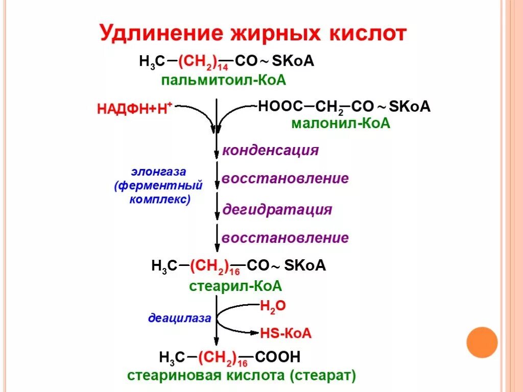 Суммарное уравнение биосинтеза жирных кислот. Синтез жирных кислот стеариновая кислота. Малонил Синтез жирных кислот. Биосинтез жирных кислот биохимия АПБ это.