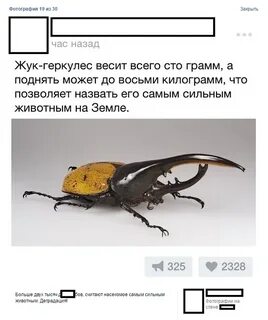 Где обитает жук геркулес из красной книги