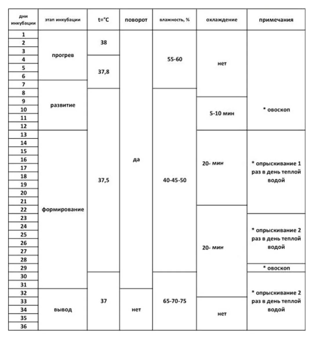 Вывод гусят в инкубаторе в домашних условиях. Таблица икубации мускус утки. Таблица инкубации мускусной утки. Таблица инкубации яиц утки. Таблица инкубации индоуток.