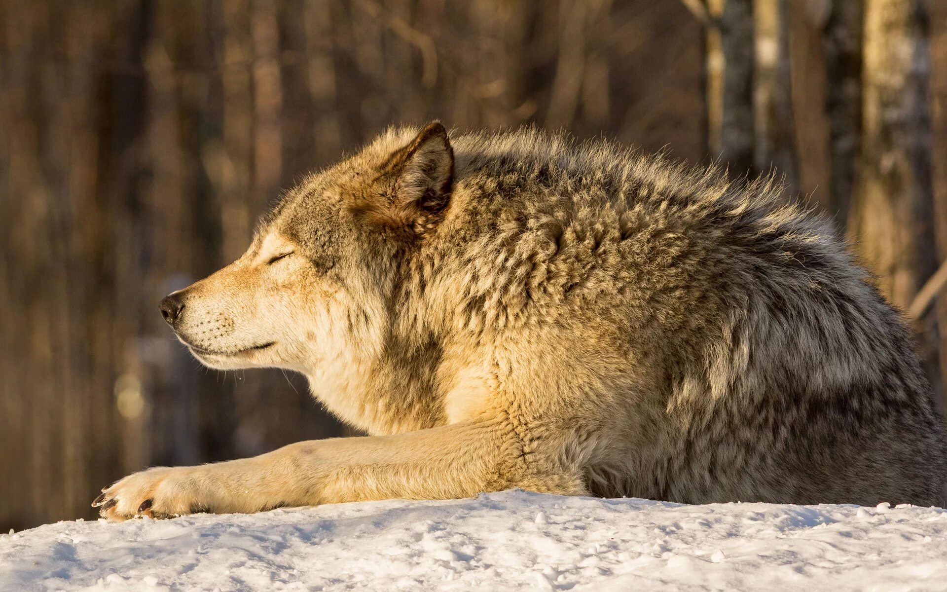 хищные звери. волкособ. северный американский волк. волк хищное животное. американский рыжий волк.
