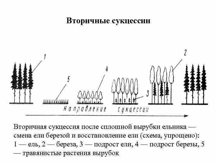 Последовательность этапов сукцессии. Порядок вторичной сукцессии. Процессы вторичной сукцессии. Вторичная сукцессия последовательность. Вторичная сукцессия схема.