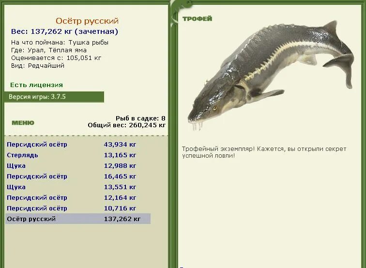 какой вес осетра. рыба семейства осетровых. какой вес осетра. максимальная длина осетра. на что клюет осетр.