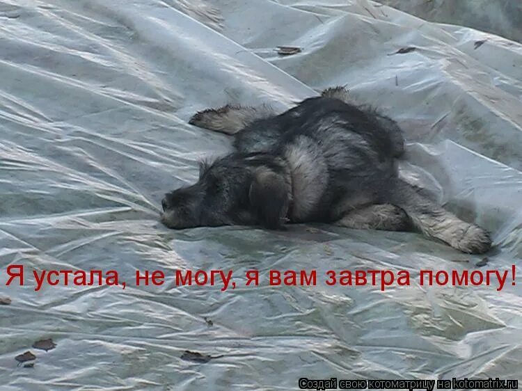 Сегодня поможем мы завтра помогут нам. Устал уставать от усталости. Делайте добрые дела. Помогите оплатить аренду. 100 моих желаний.