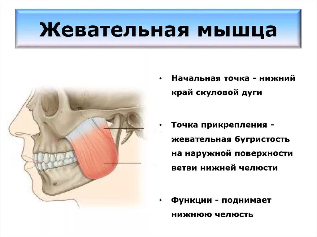 Сколько жевательных мышц. Жевательные мышцы. точки прикрепления жевательных мышц. жевательная мышца прикрепление. начало жевательной мышцы.
