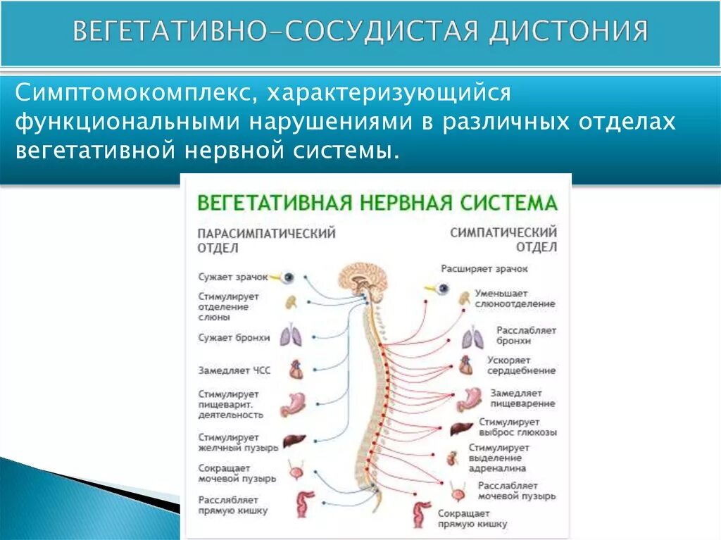 Причины всд. Сосудистая дистония симптомы. Синдромы при вегетососудистой дистонии. Веко сосудистая дистония. Патология вегетативной нервной системы.