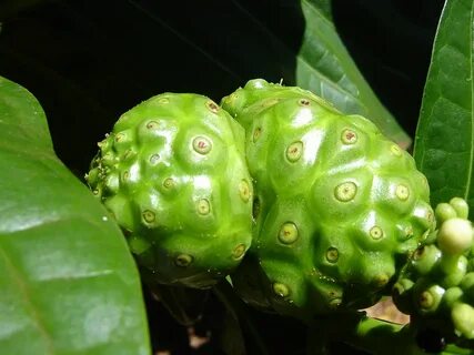 Real noni