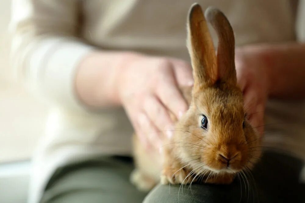 Кролик Великобритания. Кролик на удачу. Кролик Дарий. Rabbit Rabbit Rabbit. Суеверие в Англии.