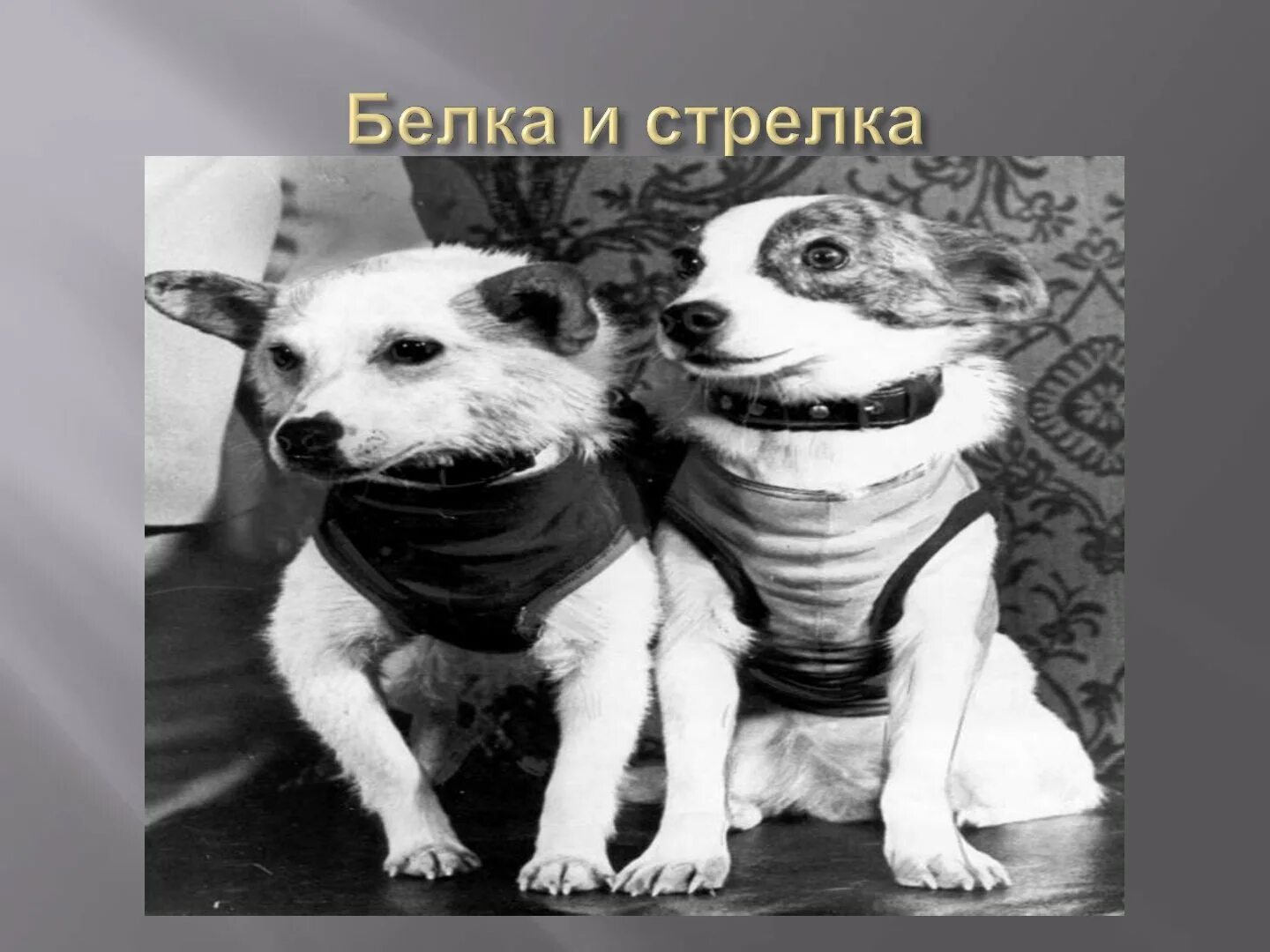 Как белку звали до полета в космос. Щенки белки и стрелки. девочка белка стрелка. первые собаки которые полетели в космос и вернулись обратно. белка стрелка девушка.