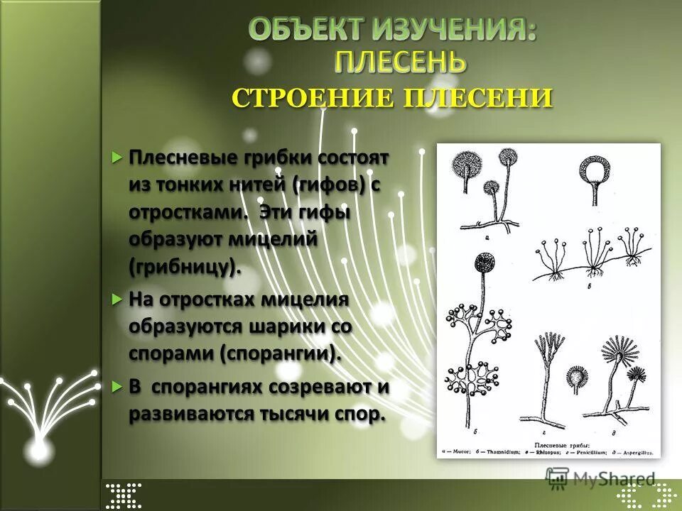 Чем отличается плесневый гриб. Плесневые грибы строение. Плесневые грибы состоят из. Строение плесневых грибов. Строение плесени.