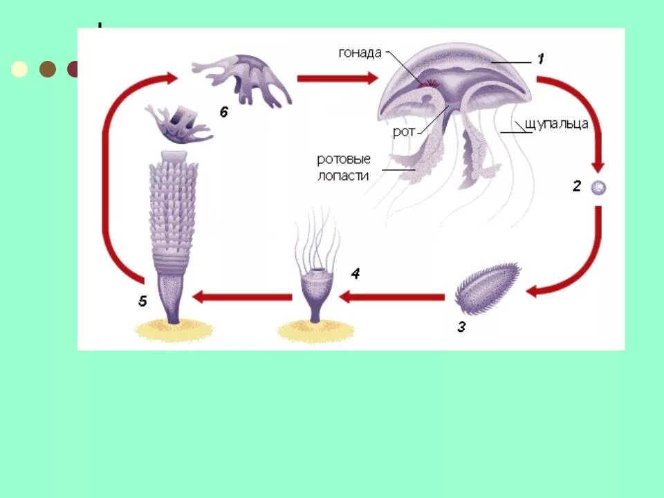 Жизненный цикл полипа и медузы. Жизненный цикл Аурелии Ауриты.