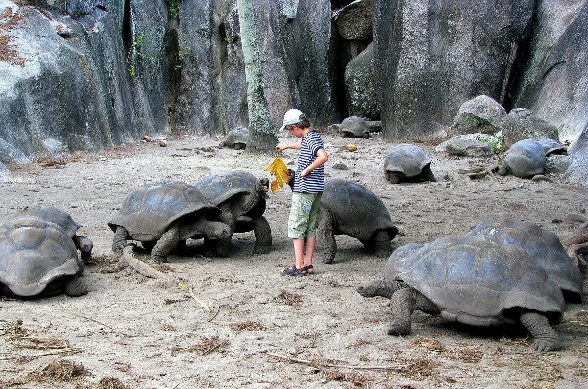 Сейшельские черепахи