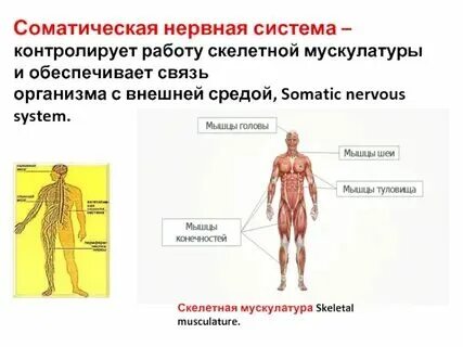Соматический отдел нервной системы координирует