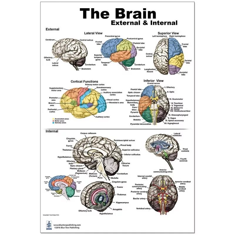 Нос и головной мозг. Anatomy of External Brain. Скрой карту Brain. Головной мозг плакат. Генератор мозг плакат.