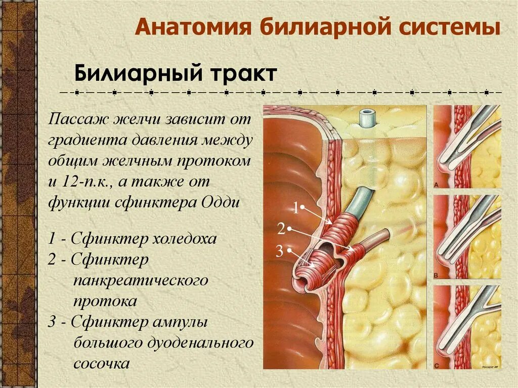 Желчный пузырь сфинктер Одди анатомия. Билиарный тракт анатомия.