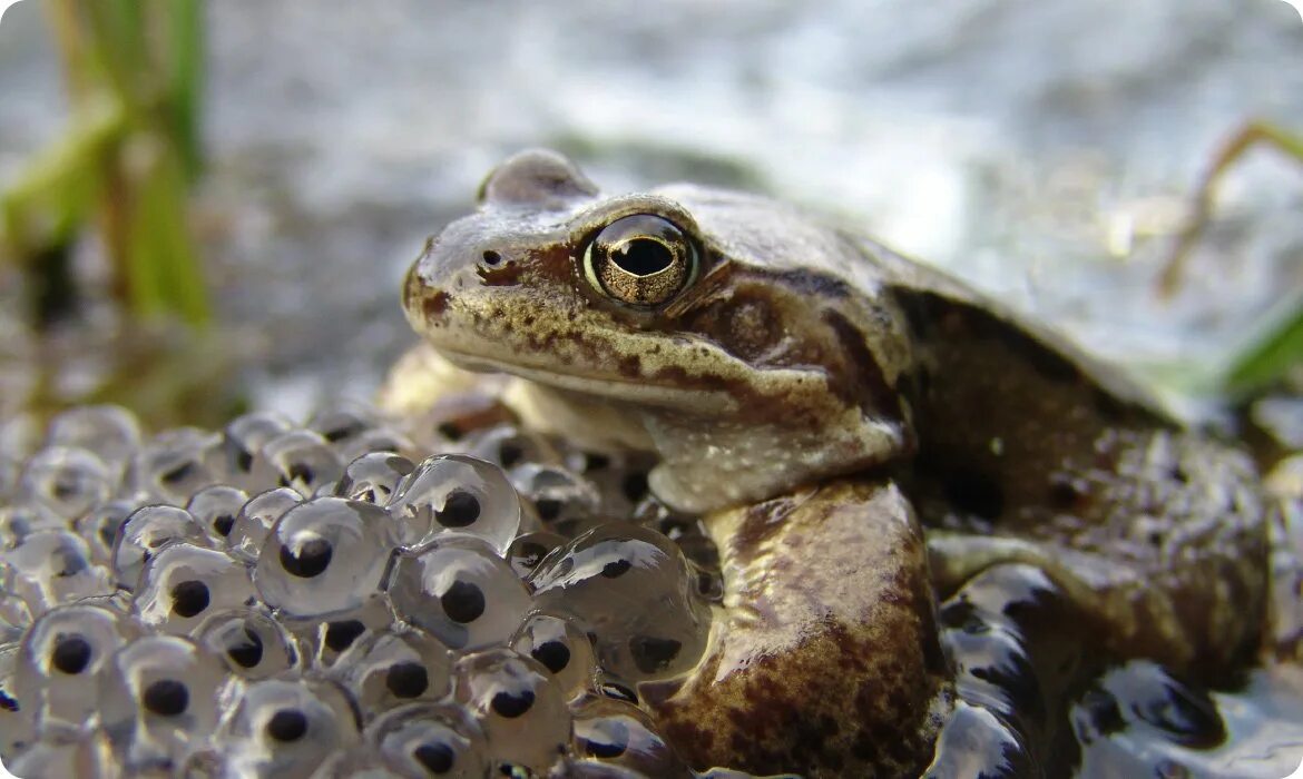 Земноводные живородящие. Головастик травяной лягушки. Головастик чесночницы. Живородящая жаба. Африканская живородящая жаба.
