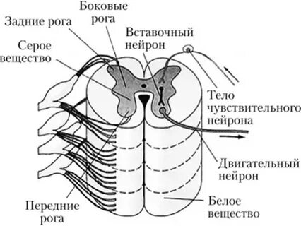 Задние рога спинного мозга чувствительные