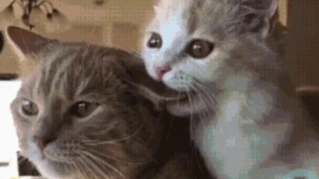 Кошка облизывает и кусает. Кошка кусь. котенок кусает. суперкусь кот. кошка вцепилась.