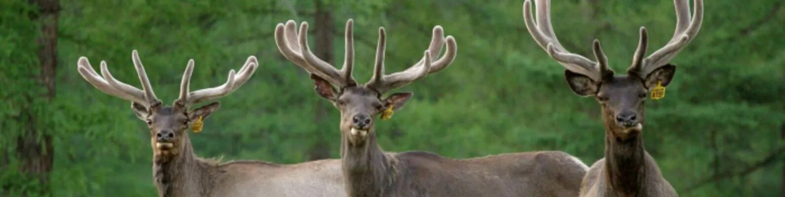 Куртка sivera: слана 4. Куртка мужская марал sivera 2 2. Аргамак сивера. Куртка sivera дивъ 46 красный. Куртка sivera марал 46 синий.