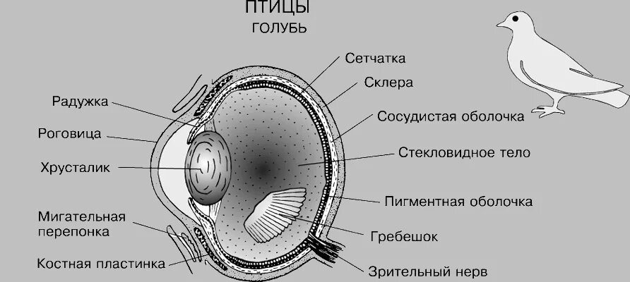 Глаза у птиц особенности. Органы слуха у голубя. Строение глаза птицы схема. Строение глаза голубя. Анатомия глаза птиц.