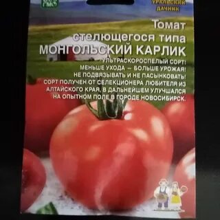 Монгольский карлик отзывы фото урожайность