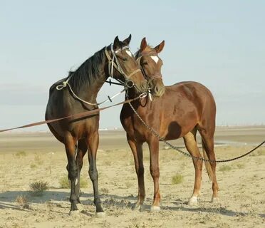 Ылғал кискалардың фотосуреттері