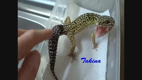 Эублефар упал
