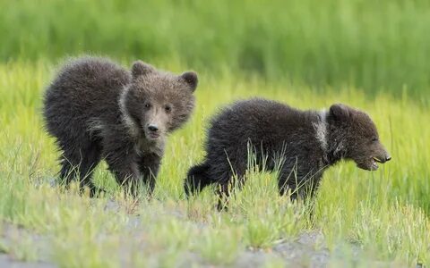 Little baby bear