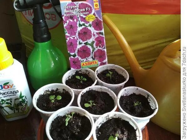 Подкормка рассады петунии. Подкормка петунии после пикировки рассады. Пикировка лобелии. Чем подкормить петунию рассаду для роста. Рассада петунии и лобелии.