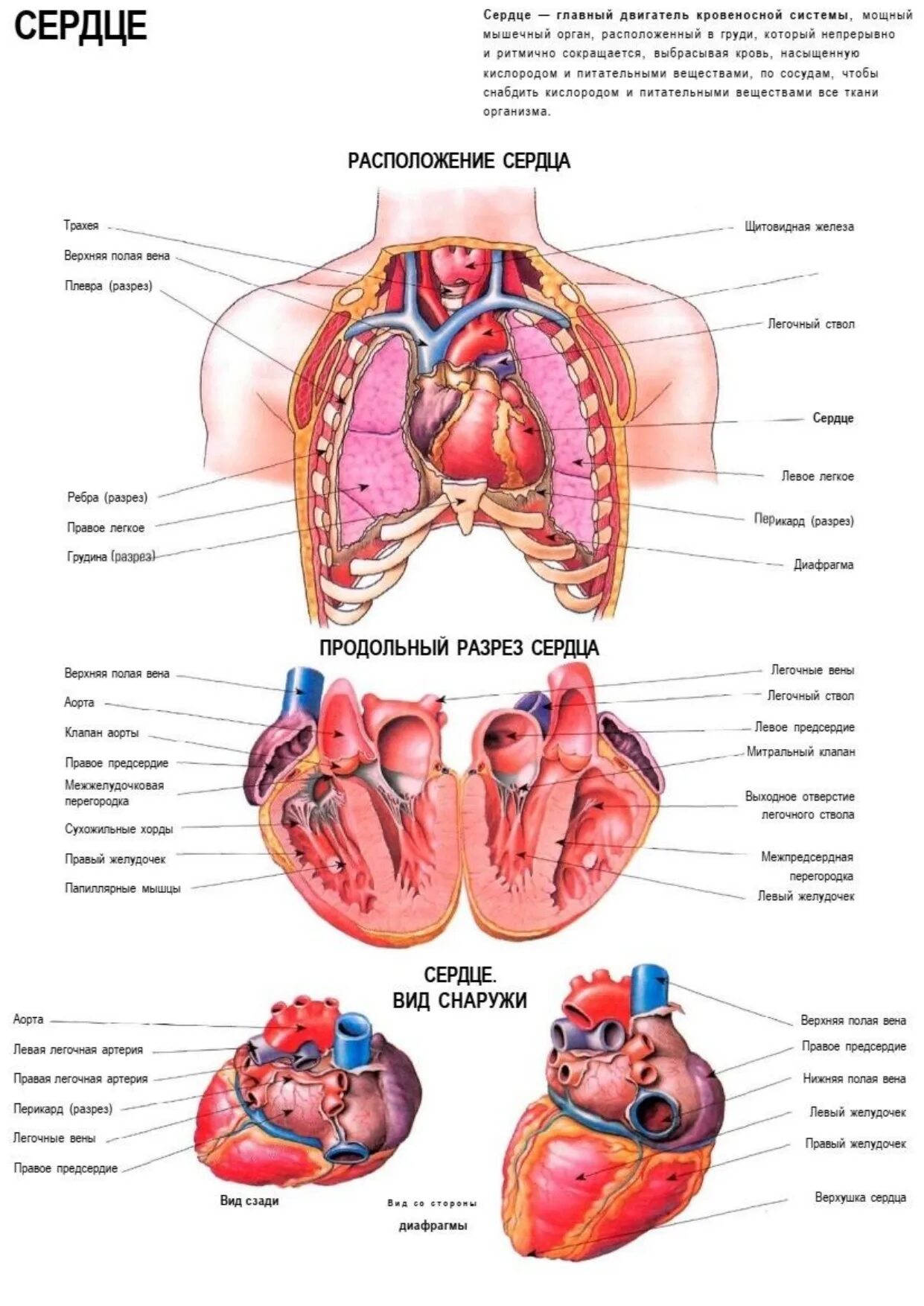 Сердце снизу. Строение сердца анатомия атлас. Анатомия человека атлас органы. Анатомия сердца человека атлас. Строение внутренних органов человека атлас анатомия.