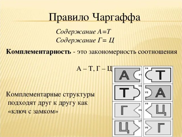 А т г ц
